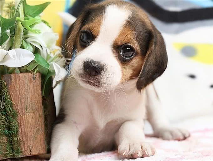 狗狗为什么会不吃不喝?主人看完要警惕重病