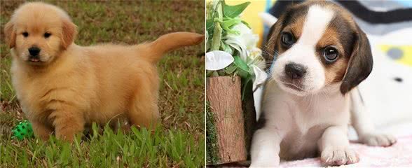 狗狗为什么会不吃不喝?主人看完要警惕重病