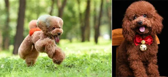 养泰迪的7大好处,养过的都说赚到了