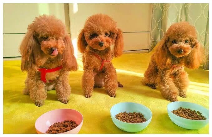 双11高质量狗粮测评，这8款狗粮囤起来!