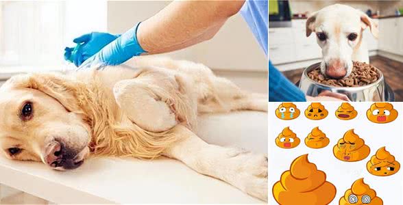 狗狗便便自查表,判断你家狗狗是否健康