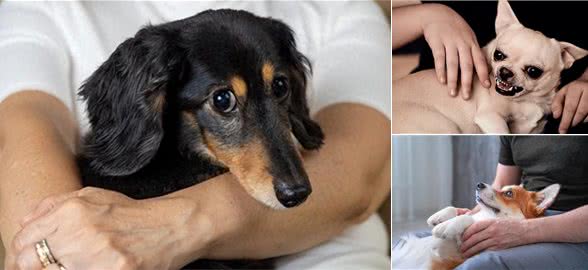 狗学会撒娇的特征揭秘:如何成为狗狗的专属依赖对象?