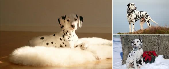 培森家园小课堂之大麦町犬知识讲堂