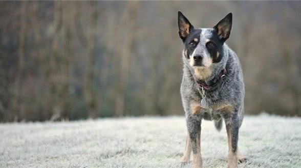 一头牛犬:来自澳洲牧牛犬，简称澳牛!强壮、多用途的工作犬