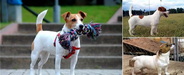 聪明活跃的搭档—杰克罗素梗犬,适合您养吗?