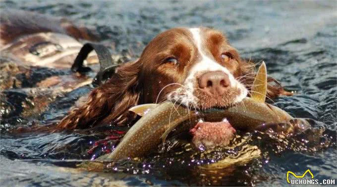 这5种人间美味被狗狗看到，它们会直流口水