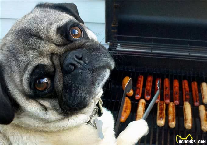 这5种人间美味被狗狗看到，它们会直流口水