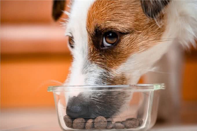 这5种人间美味被狗狗看到，它们会直流口水