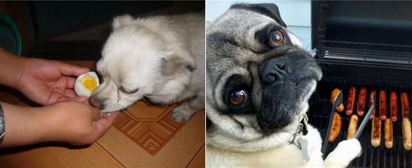 这5种人间美味被狗狗看到,它们会直流口水