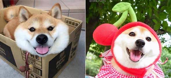 怎么分辨柴犬和串串?看这一点就够了