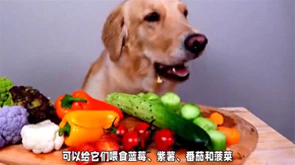 狗狗饮食大揭秘:这些食物让狗狗更健康