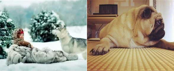 冬季寒冷|你们要的狗狗穿衣指南来了!