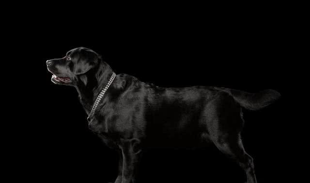 每天聊一狗之拉布拉多犬