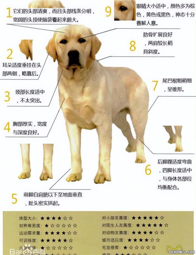 每天聊一狗之拉布拉多犬
