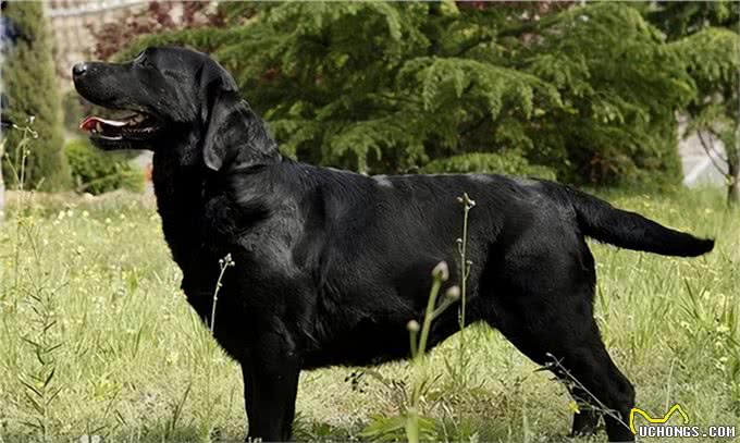 每天聊一狗之拉布拉多犬