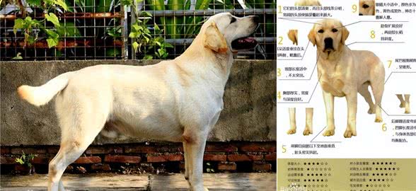每天聊一狗之拉布拉多犬