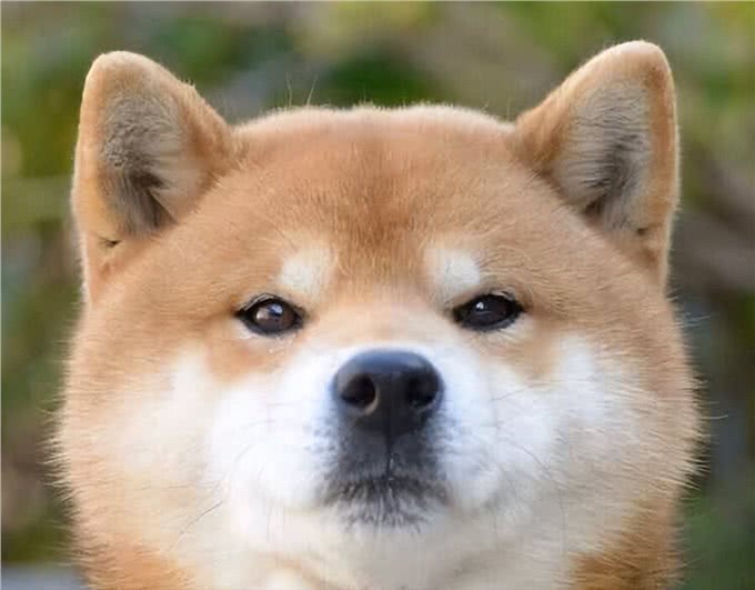 看你养的什么狗，就知道你的性格，一看一个准