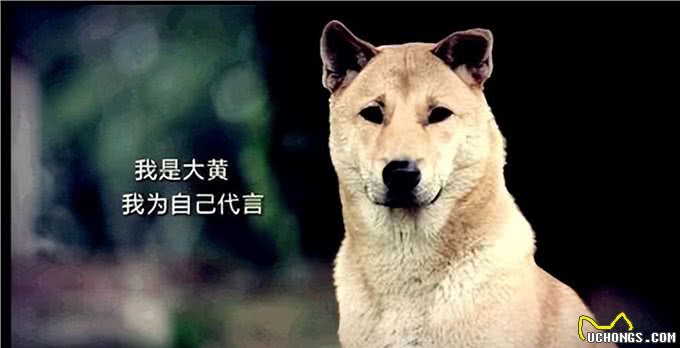 看你养的什么狗，就知道你的性格，一看一个准