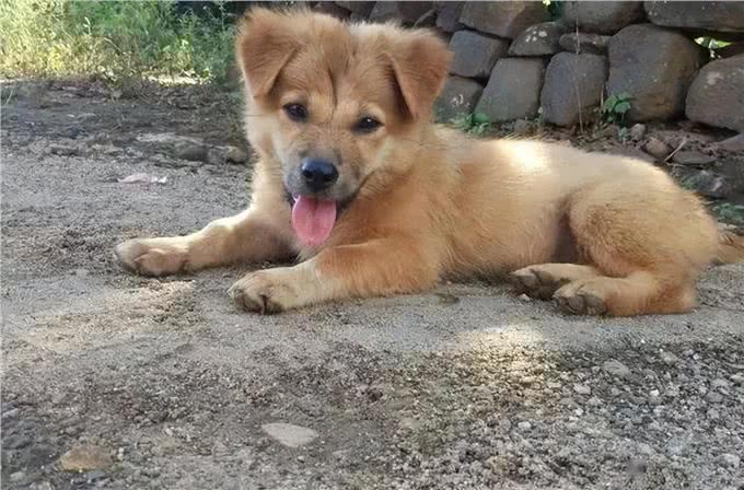 看你养的什么狗，就知道你的性格，一看一个准