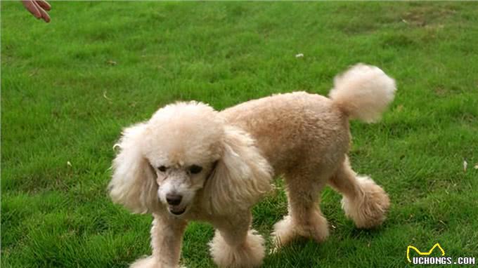 看你养的什么狗，就知道你的性格，一看一个准