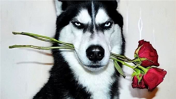 看你养的什么狗，就知道你的性格，一看一个准