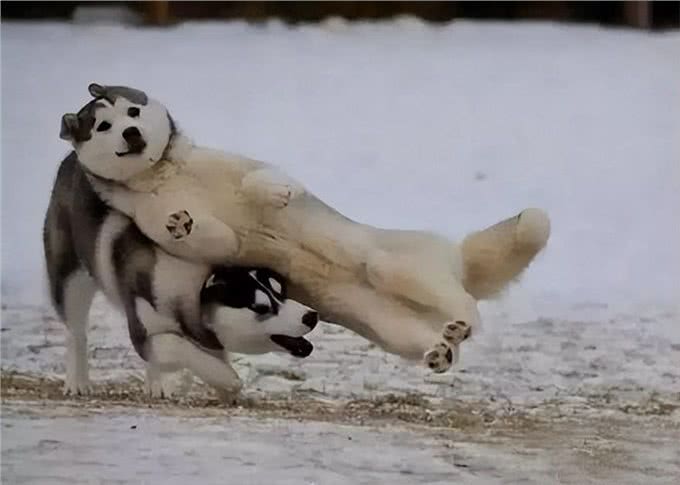 看你养的什么狗，就知道你的性格，一看一个准