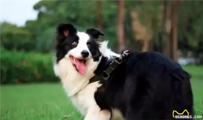 看你养的什么狗，就知道你的性格，一看一个准