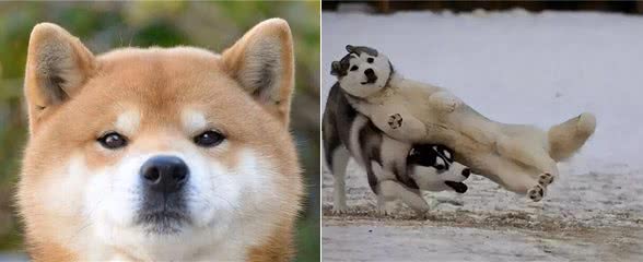 看你养的什么狗,就知道你的性格,一看一个准