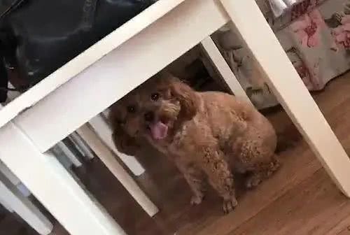 除了主人的床，狗子还喜欢睡哪里?