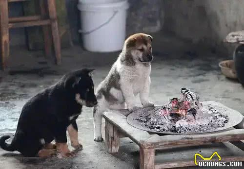 除了主人的床，狗子还喜欢睡哪里?