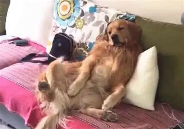 除了主人的床，狗子还喜欢睡哪里?