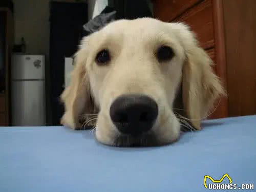 除了主人的床，狗子还喜欢睡哪里?