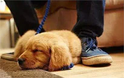 除了主人的床，狗子还喜欢睡哪里?