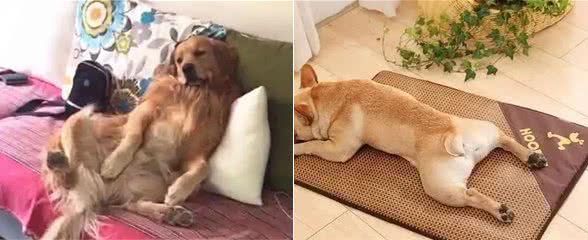 除了主人的床,狗子还喜欢睡哪里?