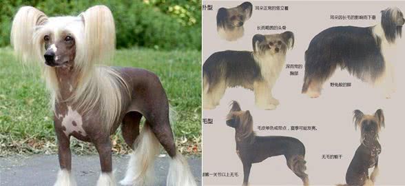 早在汉朝年间就已出现的犬种中国冠毛犬!