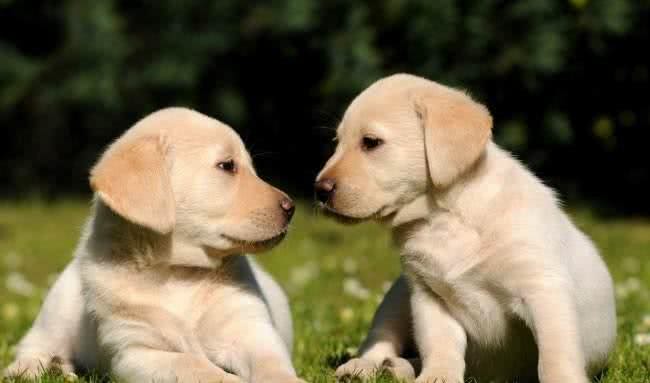 如何训练幼犬不乱吠叫?