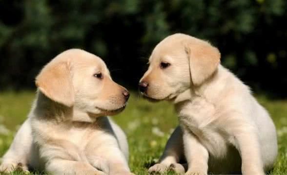 如何训练幼犬不乱吠叫?