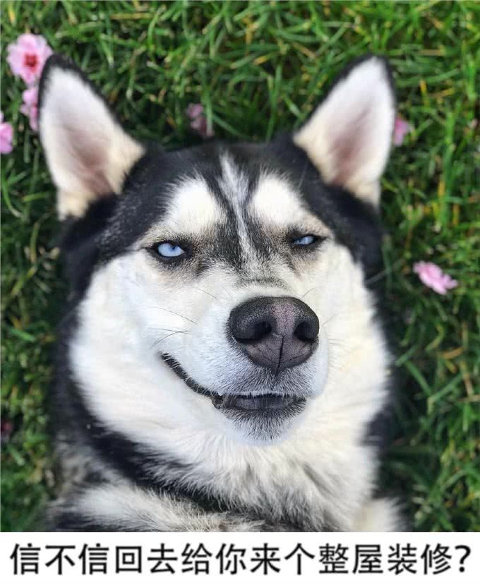 不能成为警犬的狗狗有哪些?藏獒、二哈为什么不能成为警犬