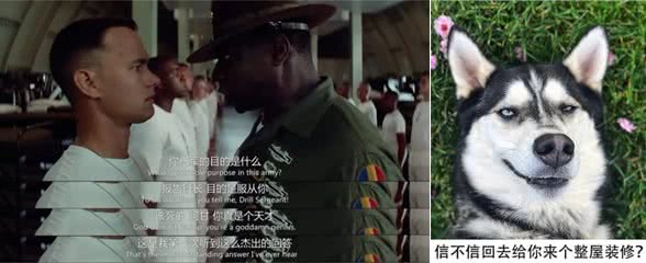 不能成为警犬的狗狗有哪些?藏獒、二哈为什么不能成为警犬