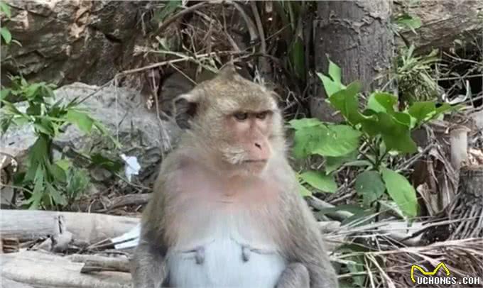 日本男子把自己变成狗,结果