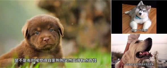 狗狗分娩前的五大预兆，铲屎官必看—养狗小知识