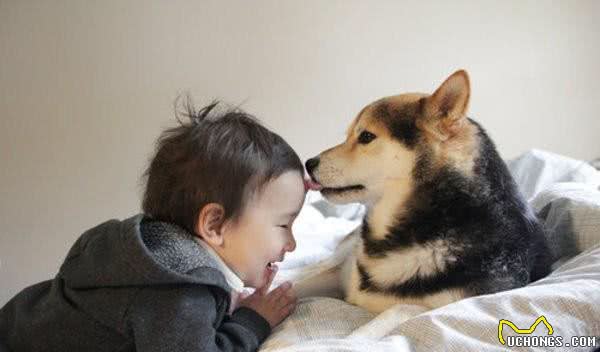 教你如何接近陌生的狗狗不想被汪星人咬一口就一定要照做!