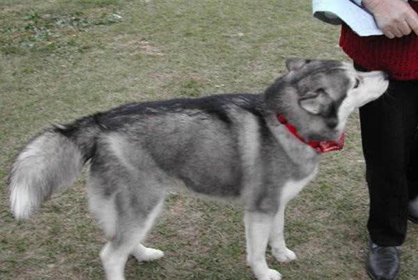 教你如何接近陌生的狗狗不想被汪星人咬一口就一定要照做!