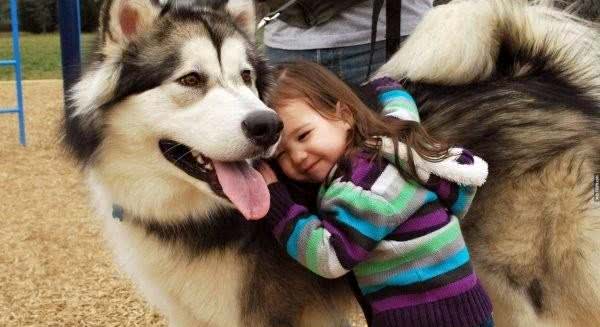 教你如何接近陌生的狗狗不想被汪星人咬一口就一定要照做!