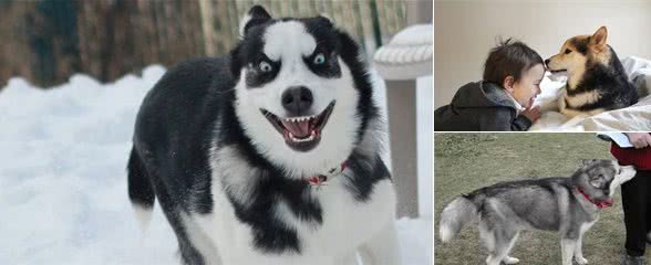 教你如何接近陌生的狗狗不想被汪星人咬一口就一定要照做!