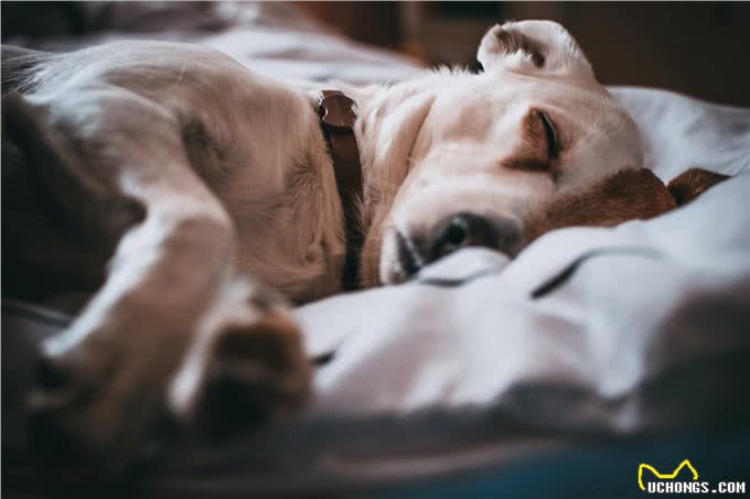 狗狗泪痕好重!眼部护理怎么做，看这篇就够了