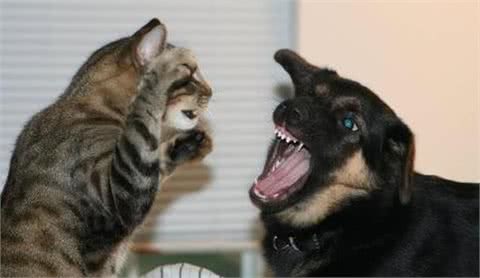 狗狗泪痕好重!眼部护理怎么做，看这篇就够了