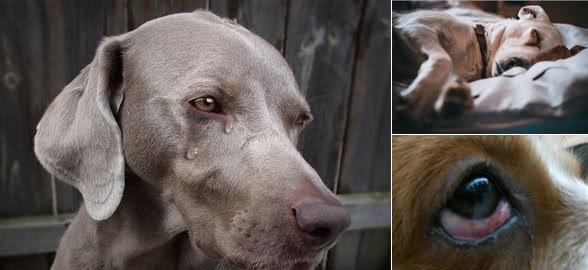 狗狗泪痕好重!眼部护理怎么做,看这篇就够了