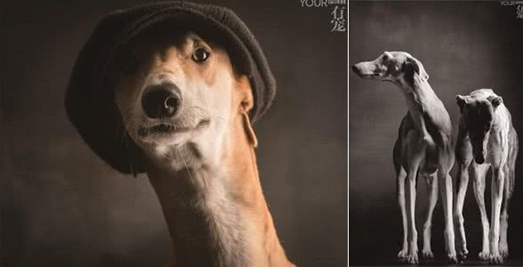 灵缇—世界上奔跑速度最快的狗,却以每年5万只的速度在消失