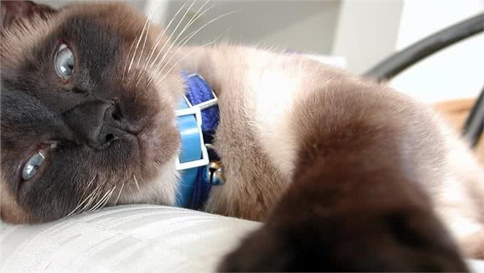 那些可以像狗一样遛的猫咪品种